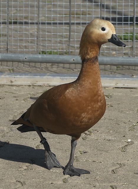 它未来也有